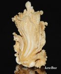 aeb0499 HAND CARVED HIPPO TUSK SNUFF BOTTLE CABBAGE