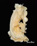 aeb0586 Japanese Hippo Ivory Carving Snuff Bottle Cabbage