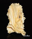 aeb0577 Japanese Hippo Ivory Carving Snuff Bottle Cabbage
