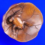 Handwork Carved Boxwood Wood Netsuke Carving Frog Lotos
